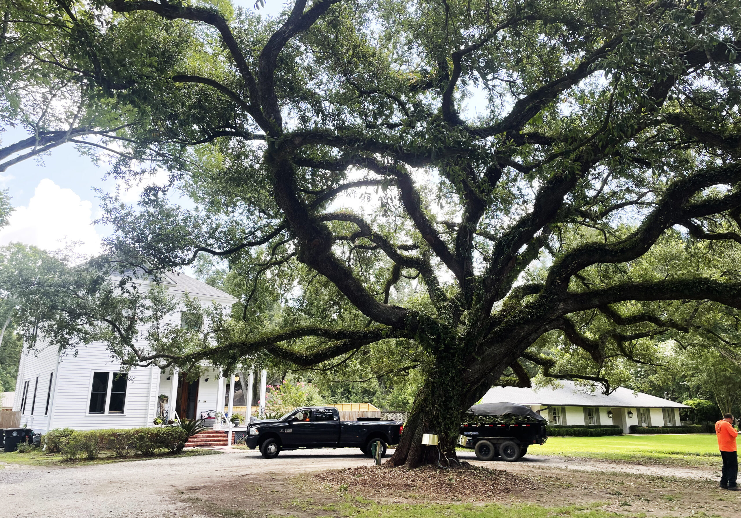 Baton Rouge Tree Service